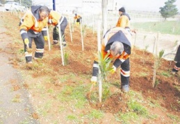 Havaalanı yolu ağaçlandırılıyor
