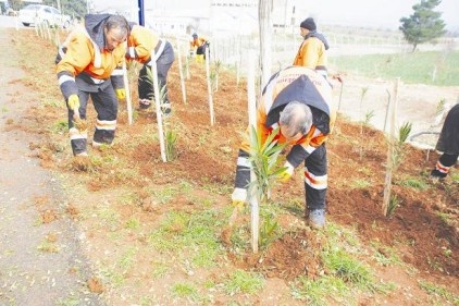 Havaalanı yolu ağaçlandırılıyor