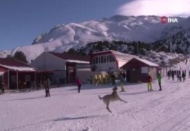 Havadaki droneyi yakalamaya çalışan köpek ilginç görüntü oluşturdu