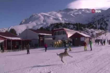 Havadaki droneyi yakalamaya çalışan köpek ilginç görüntü oluşturdu