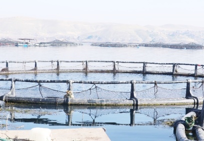 Havyarı 85 bin TL olan Mersin balığı Fırat’ta yetiştirilecek