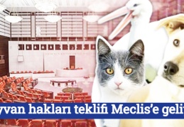 Hayvan hakları teklifi Meclis’e geliyor