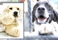 Hayvan Hakları Yasası yeniden güncellendi!