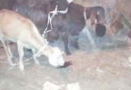 Hayvan hırsızları suçüstü yakalandı