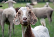 Hayvan hırsızları yakalandı