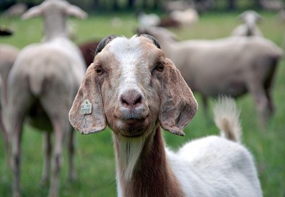 Hayvan hırsızları yakalandı