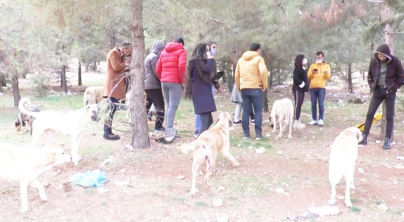 Hayvan severler sokak hayvanlarını kısıtlamada yalnız bırakmadı