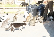 Hayvan severlere ayda 4.5 ton mama desteği veriliyor