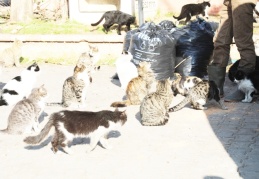 Hayvan severlere ayda 4.5 ton mama desteği veriliyor