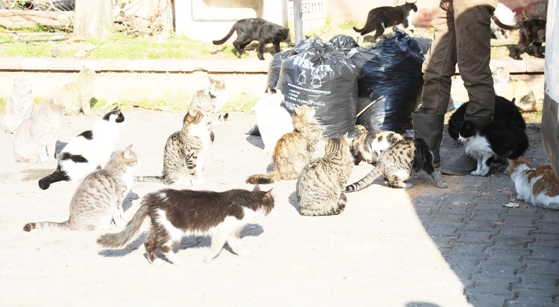 Hayvan severlere ayda 4.5 ton mama desteği veriliyor