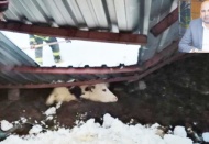 Hayvan üreticileri, afet yardımı istiyor