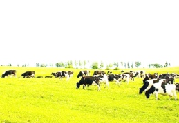 Hayvan yeminin yüzde 45'i ithal