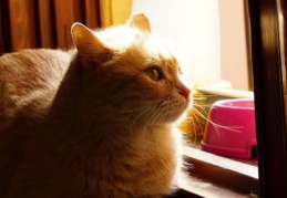 "Hayvana şiddet cezasız kalmasın" 