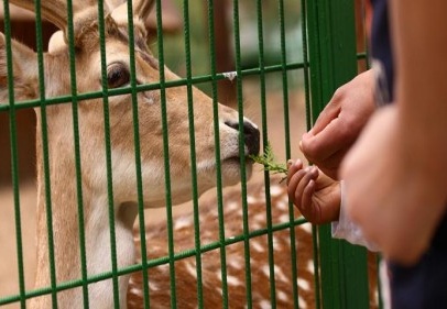 Hayvanat bahçesi birliği kuruluyor 