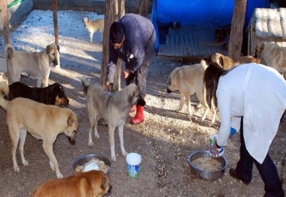Hayvanat bahçesi görevlileri, sokaktaki köpekleri koruma altına alıyor