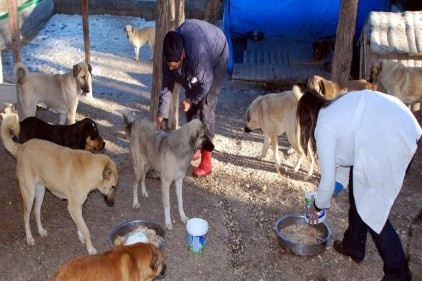 Hayvanat bahçesi görevlileri, sokaktaki köpekleri koruma altına alıyor