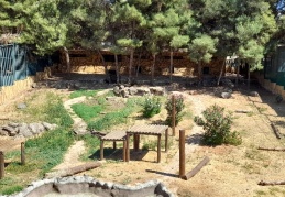 Hayvanat bahçesini birbirine katan aslanın kafesi görüntülendi