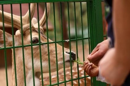 Hayvanat Bahçesi&#8217;nin nüfusu yeni doğumlarla 4 bin 550&#8217;ye ulaştı