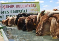 Hayvancılığa “Merada Güneş Enerjili Hayvan İçmesuyu Tesisi” ile katkı