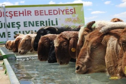 Hayvancılığa &#8220;Merada Güneş Enerjili Hayvan İçmesuyu Tesisi&#8221; ile katkı