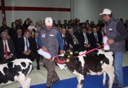 Hayvancılığı eski ihtişamlı günlerine kavuşturacağız