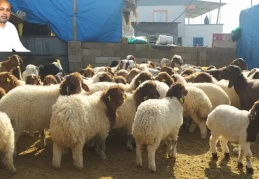 Hayvancılık acil bir hasta gibi sedyede duruyor