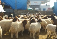 Hayvancılık acil bir hasta gibi sedyede duruyor