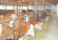 Hayvancılık işletmelerine yüzde 50 hibe desteği verilecek