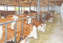 Hayvancılık işletmelerine yüzde 50 hibe desteği verilecek