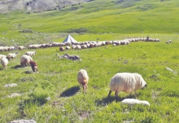 Hayvancılık yapmak isteyenler eğitildi