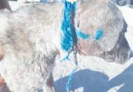 Hayvanlara saldırının sonu gelmiyor