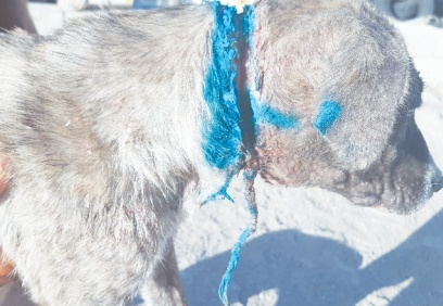 Hayvanlara saldırının sonu gelmiyor