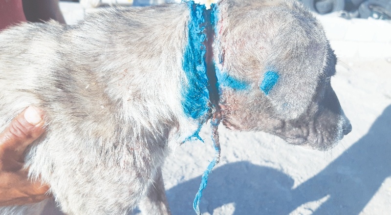 Hayvanlara saldırının sonu gelmiyor