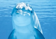 Hayvanlarda mizah anlayışı var mı?