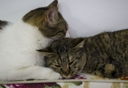 Hayvanları Koruma Kanun Teklifi TBMM'ye geliyor