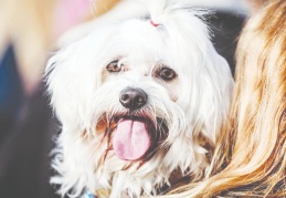 Hayvanları Koruma Kanunu teklifi Meclis'te