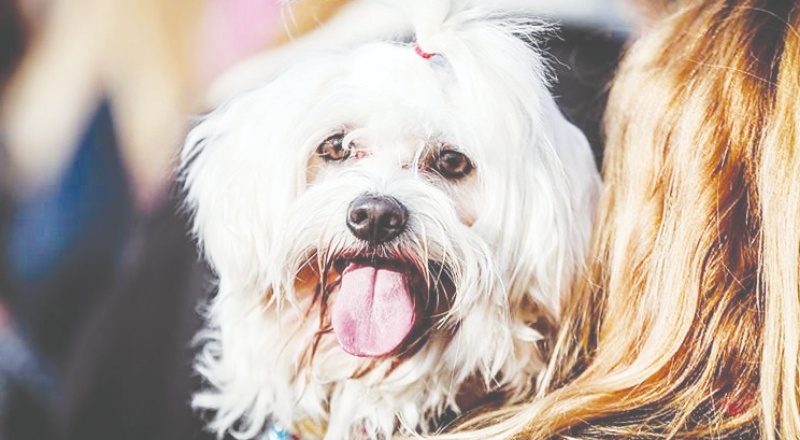 Hayvanları Koruma Kanunu teklifi Meclis'te