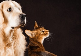 Hayvanların korunmasına ilişkin düzenleme TBMM'de kabul edildi