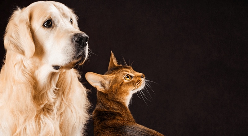 Hayvanların korunmasına ilişkin düzenleme TBMM'de kabul edildi