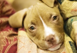 Hayvanseverler "tehlikeli ırk" genelgesine dava açtı