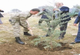 Hazineye ait araziye 2 bin 500 Tane çam fidanı dikildi