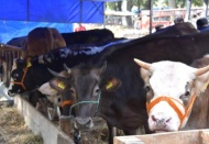 Haziran ayı sonu itibariyle büyükbaş hayvan sayısı 14 milyon 817 bin oldu