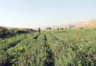 Hedef 4 milyon fıstık fidanı üretimi!