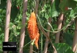 Her derde deva: 'Kudret narı'