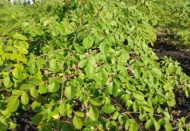 Her derde deva "moringa" bitkisinin hasadına başlandı 