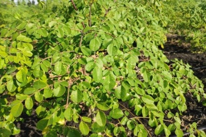 Her derde deva "moringa" bitkisinin hasadına başlandı 