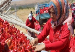 Her gün milyonlarca sebze kurutulmak üzere asılıyor