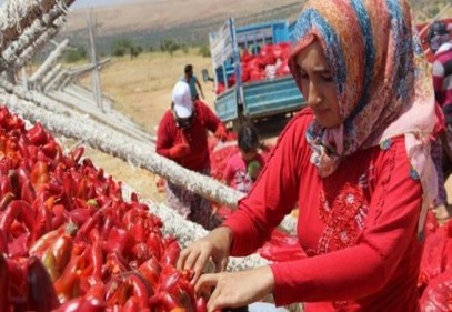 Her gün milyonlarca sebze kurutulmak üzere asılıyor
