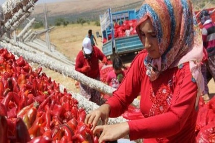 Her gün milyonlarca sebze kurutulmak üzere asılıyor