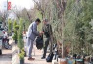 Her sezon 200 bin Antep fıstığı fidanı satılıyor